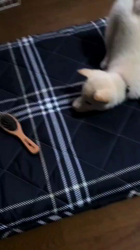 川山修一ブリーダーからお迎えした柴犬：りんまるくん