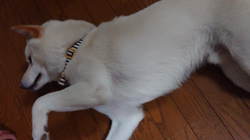 川山修一ブリーダーからお迎えした柴犬：りんまるくん