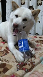 川山修一ブリーダーからお迎えした柴犬：りんまるくん