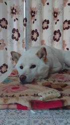 川山修一ブリーダーからお迎えした柴犬：りんまるくん