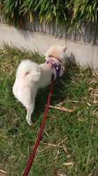 川山修一ブリーダーからお迎えした柴犬：りんまるくん