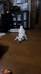 川山修一ブリーダーからお迎えした柴犬：りんまるくん