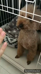 長田美保ブリーダーからお迎えしたトイプードル：コットくん