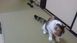 桜井大樹ブリーダーからお迎えしたマンチカン：シノちゃん