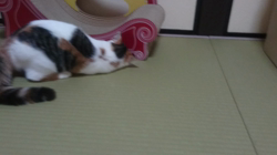 桜井大樹ブリーダーからお迎えしたマンチカン：シノちゃん