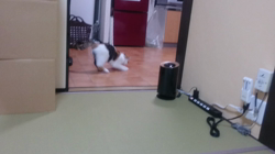 桜井大樹ブリーダーからお迎えしたマンチカン：シノちゃん