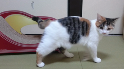 桜井大樹ブリーダーからお迎えしたマンチカン：シノちゃん