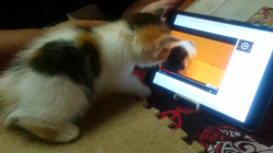 桜井大樹ブリーダーからお迎えしたマンチカン：シノちゃん