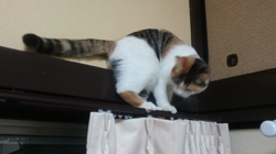 桜井大樹ブリーダーからお迎えしたマンチカン：シノちゃん