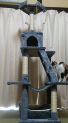 桜井大樹ブリーダーからお迎えしたマンチカン：シノちゃん