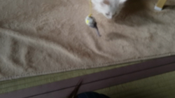 平塚晴美ブリーダーからお迎えしたメインクーン：スクナちゃん