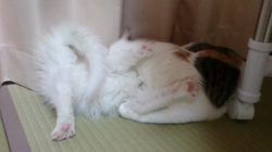 平塚晴美ブリーダーからお迎えしたメインクーン：スクナちゃん