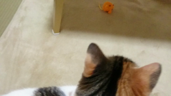 桜井大樹ブリーダーからお迎えしたマンチカン：シノちゃん