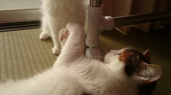 平塚晴美ブリーダーからお迎えしたメインクーン：スクナちゃん