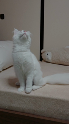 平塚晴美ブリーダーからお迎えしたメインクーン：スクナちゃん