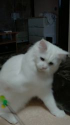 平塚晴美ブリーダーからお迎えしたメインクーン：スクナちゃん