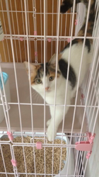 桜井大樹ブリーダーからお迎えしたマンチカン：シノちゃん