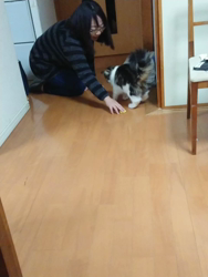 伊澤幸子ブリーダーからお迎えしたノルウェージャンフォレストキャット：アル（アルヴ）くん