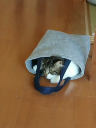 伊澤幸子ブリーダーからお迎えしたノルウェージャンフォレストキャット：アル（アルヴ）くん