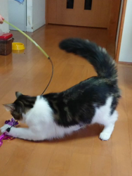 伊澤幸子ブリーダーからお迎えしたノルウェージャンフォレストキャット：アル（アルヴ）くん