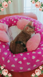 大滝孝子ブリーダーからお迎えしたベンガル：ｒｉｔａちゃん