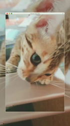 大滝孝子ブリーダーからお迎えしたベンガル：ｒｉｔａちゃん