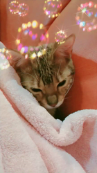 大滝孝子ブリーダーからお迎えしたベンガル：ｒｉｔａちゃん