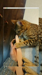 大滝孝子ブリーダーからお迎えしたベンガル：ｒｉｔａちゃん