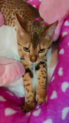 大滝孝子ブリーダーからお迎えしたベンガル：ｒｉｔａちゃん