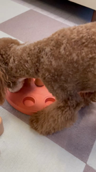 中野亜由美ブリーダーからお迎えしたトイプードル：うみちゃん