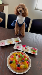 中野亜由美ブリーダーからお迎えしたトイプードル：うみちゃん