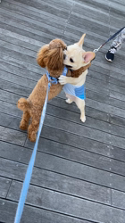 中野亜由美ブリーダーからお迎えしたトイプードル：うみちゃん