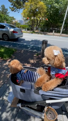 中野亜由美ブリーダーからお迎えしたトイプードル：うみちゃん