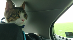 熊田貞子ブリーダーからお迎えしたマンチカン：ことらくん