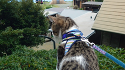 熊田貞子ブリーダーからお迎えしたマンチカン：ことらくん