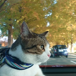 熊田貞子ブリーダーからお迎えしたマンチカン：ことらくん