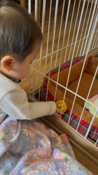 鈴木真己ブリーダーからお迎えしたトイプードル：アンちゃん