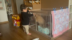 鈴木真己ブリーダーからお迎えしたトイプードル：アンちゃん