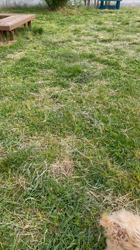 鈴木真己ブリーダーからお迎えしたトイプードル：アンちゃん