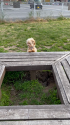 鈴木真己ブリーダーからお迎えしたトイプードル：アンちゃん