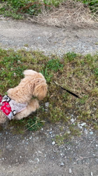 鈴木真己ブリーダーからお迎えしたトイプードル：アンちゃん