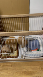 鈴木真己ブリーダーからお迎えしたトイプードル：アンちゃん