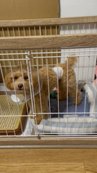 鈴木真己ブリーダーからお迎えしたトイプードル：アンちゃん