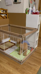 鈴木真己ブリーダーからお迎えしたトイプードル：アンちゃん