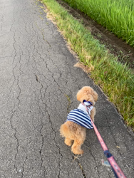 鈴木真己ブリーダーからお迎えしたトイプードル：アンちゃん