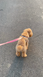 鈴木真己ブリーダーからお迎えしたトイプードル：アンちゃん