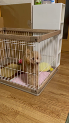 鈴木真己ブリーダーからお迎えしたトイプードル：アンちゃん