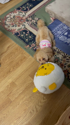 鈴木真己ブリーダーからお迎えしたトイプードル：アンちゃん