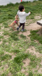 鈴木真己ブリーダーからお迎えしたトイプードル：アンちゃん