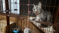 飛田新作ブリーダーからお迎えしたマンチカン：そらとくん